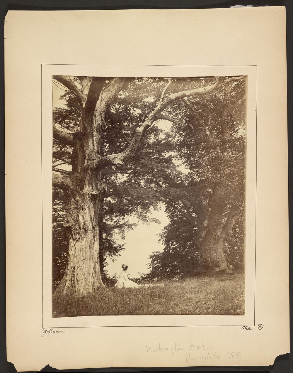 Washington Oak, Pres qu'ile [N.Y.] by John Coates Browne