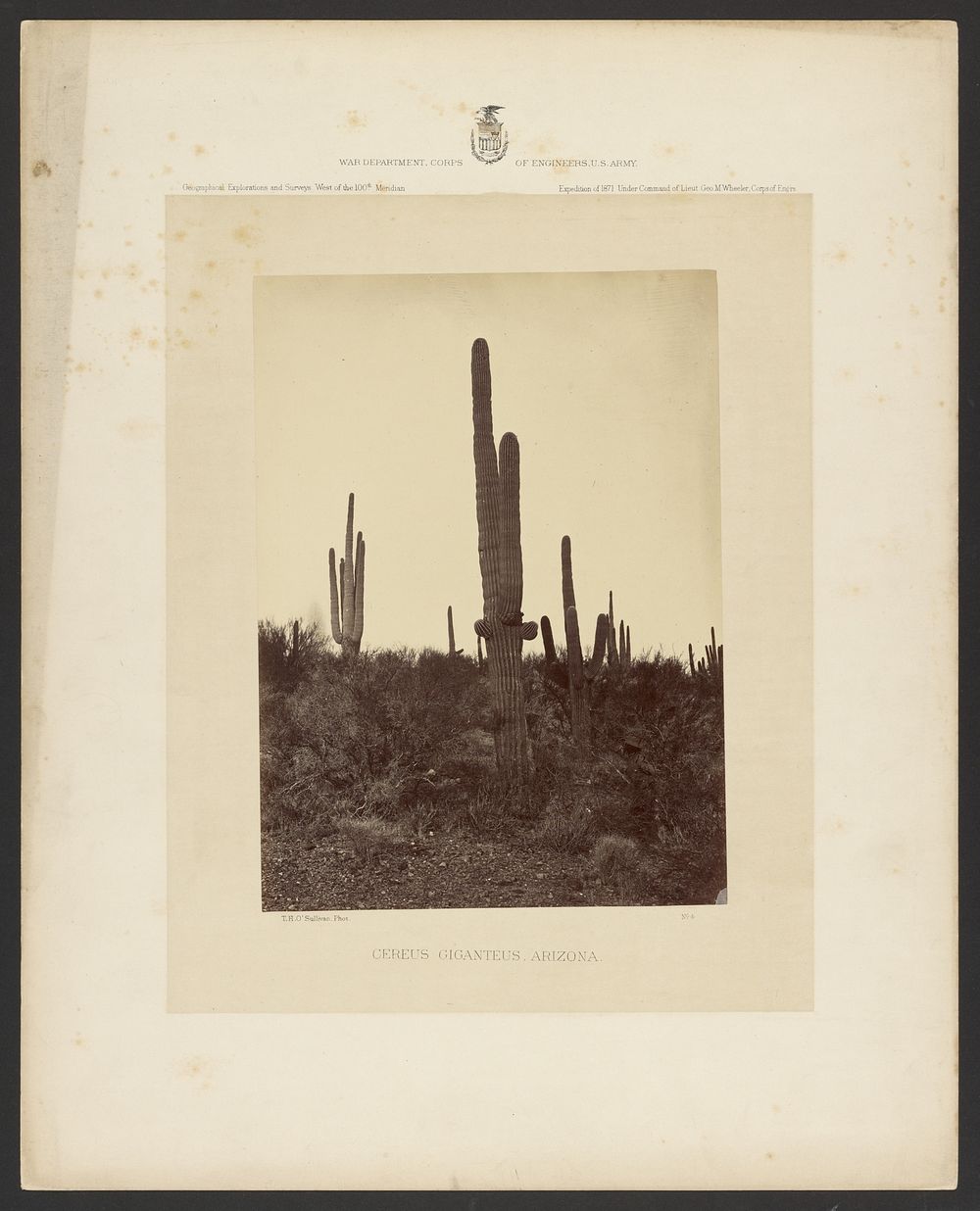 Cereus Gigantus, Arizona by Timothy H O Sullivan