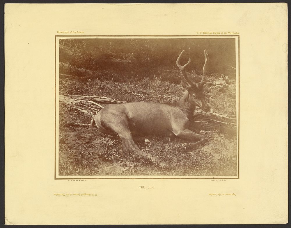The Elk by William Henry Jackson