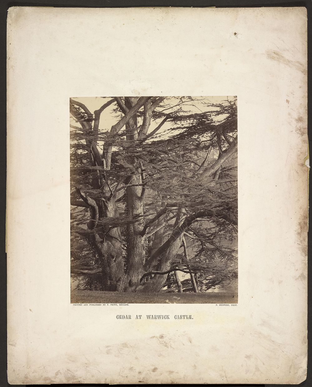 Cedar at Warwick Castle by Francis Bedford