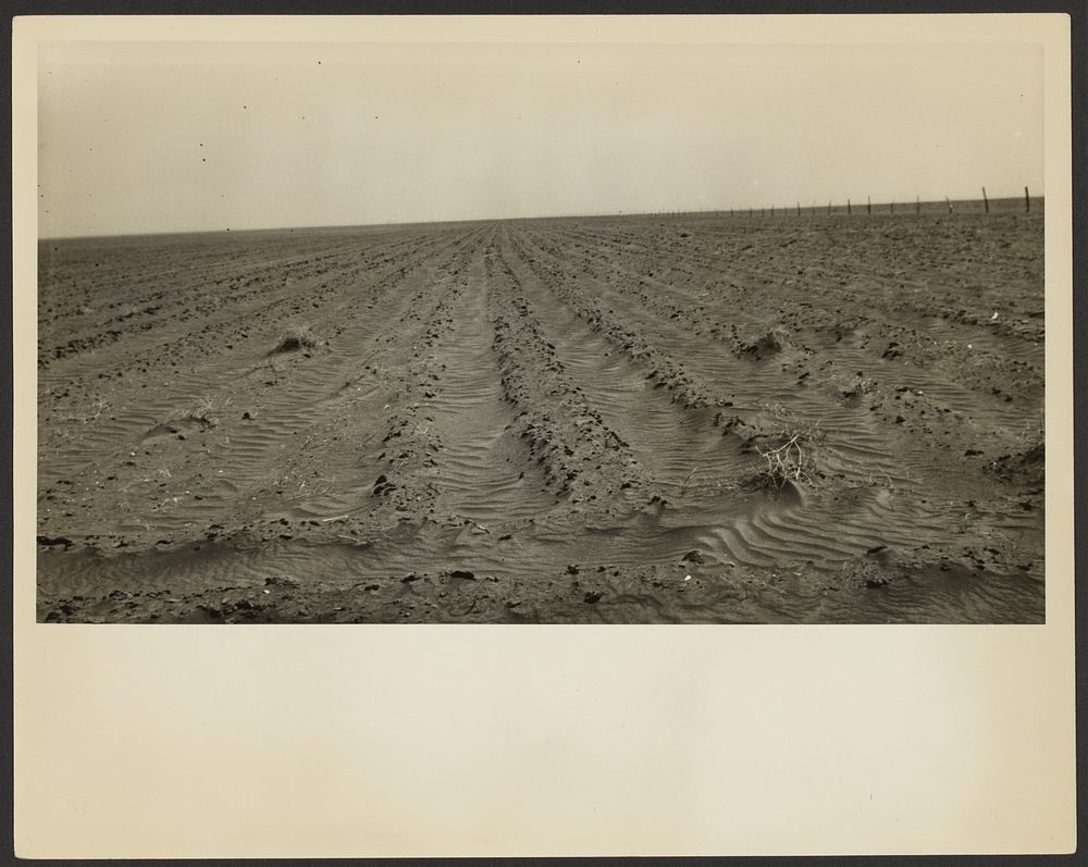Furrows, Mills, New Mexico by Dorothea Lange