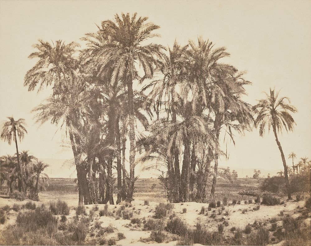 Grove of Date Palms Seen From Point A, Karnak by Félix Teynard