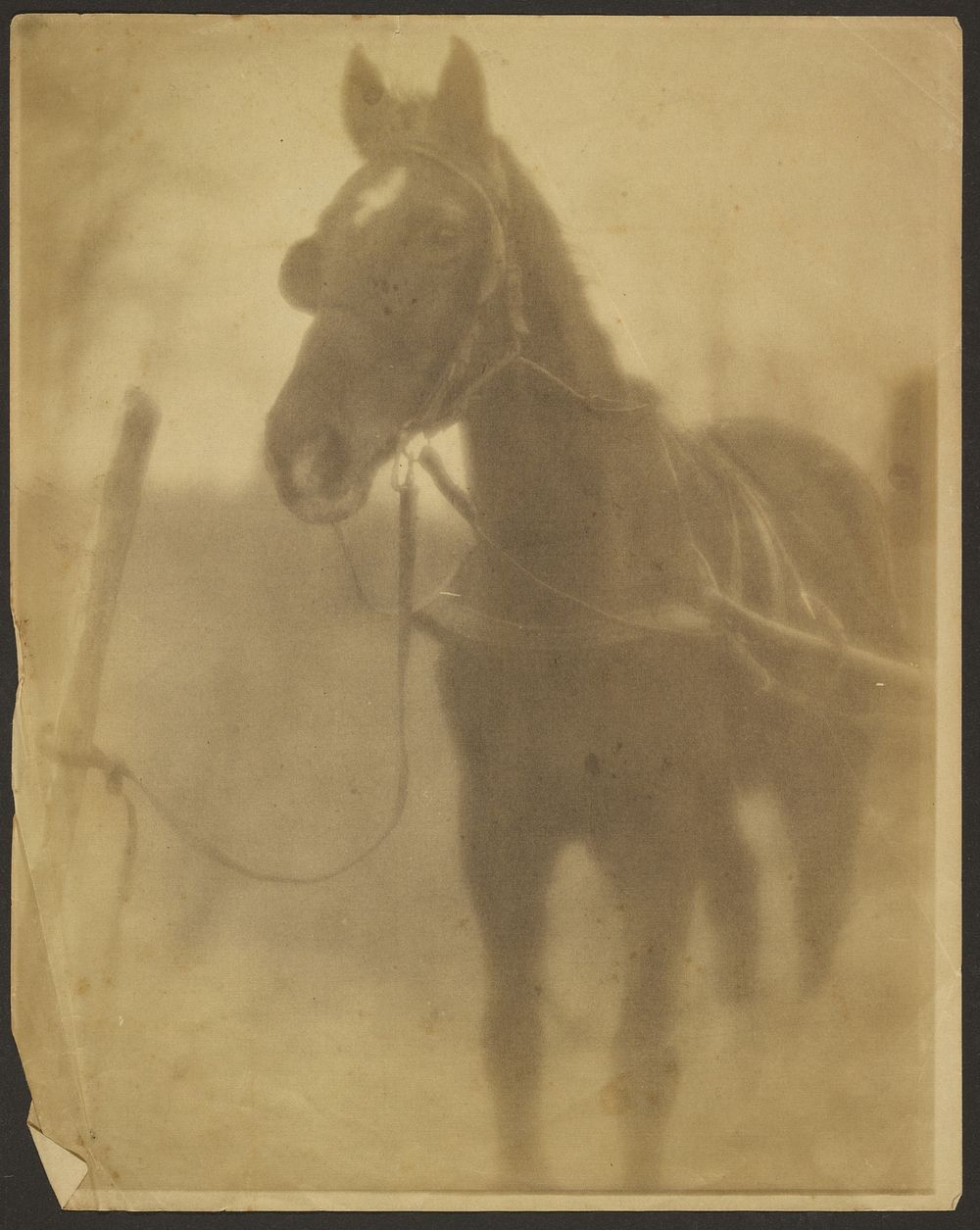 Tethered Horse by Louis Fleckenstein