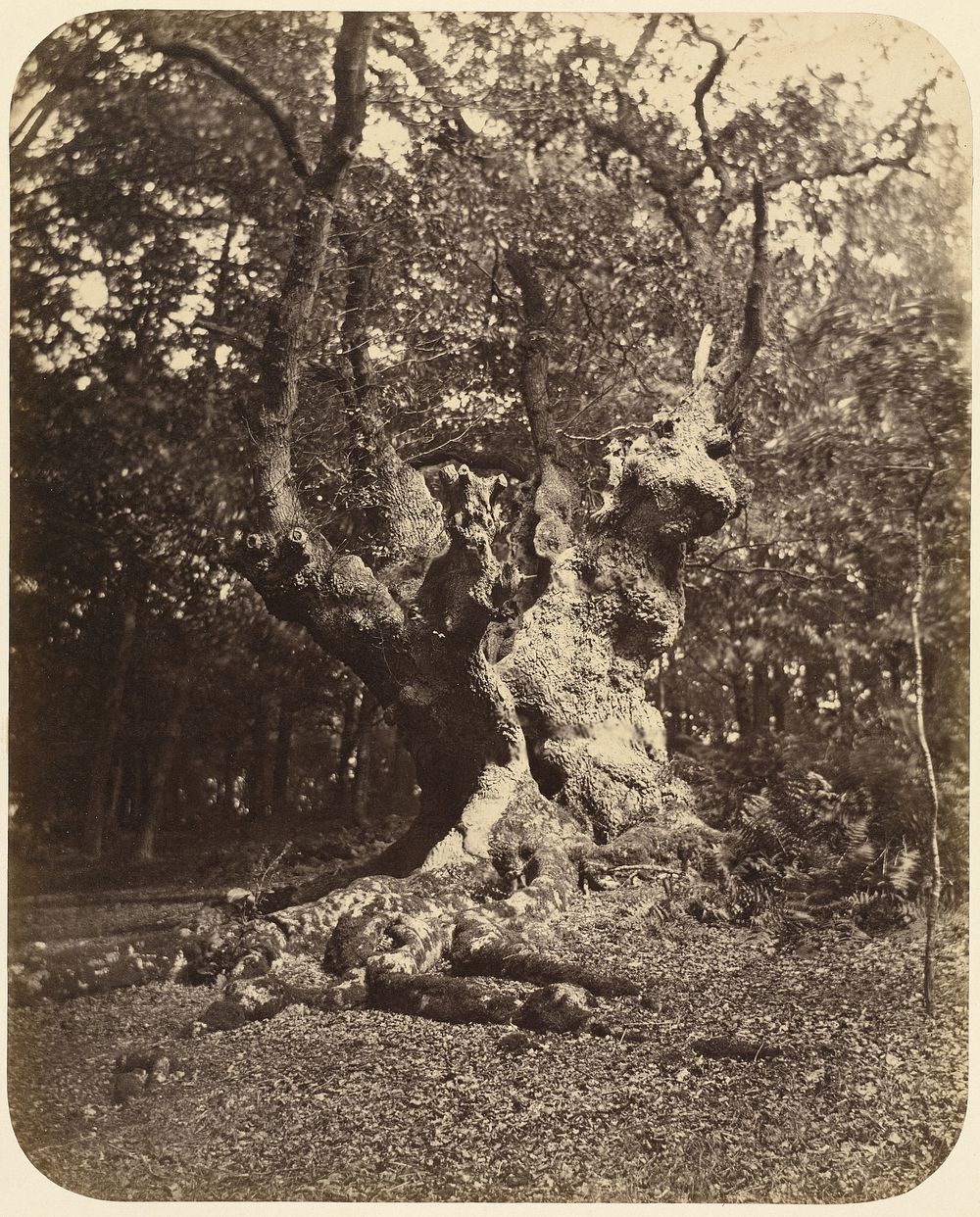 Gnarled Tree by Gertrude Elizabeth Rogers