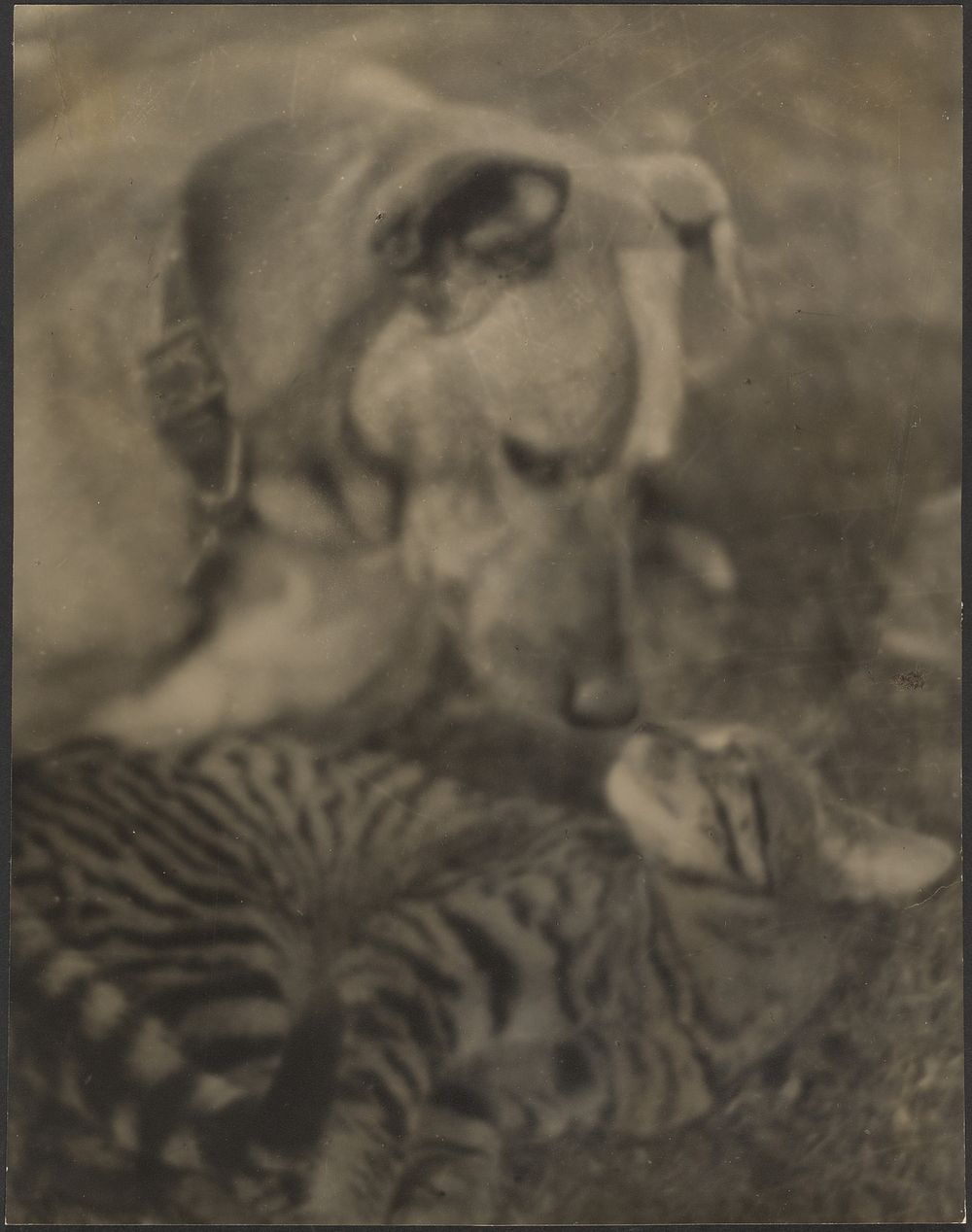 Cat and Dog by Louis Fleckenstein