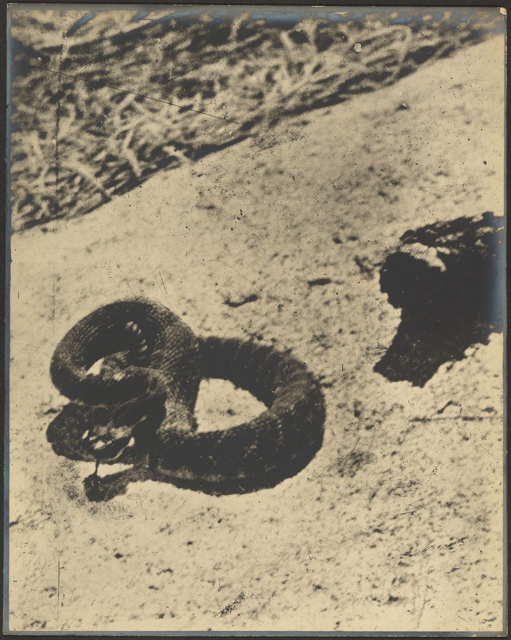 Rattlesnake by Louis Fleckenstein
