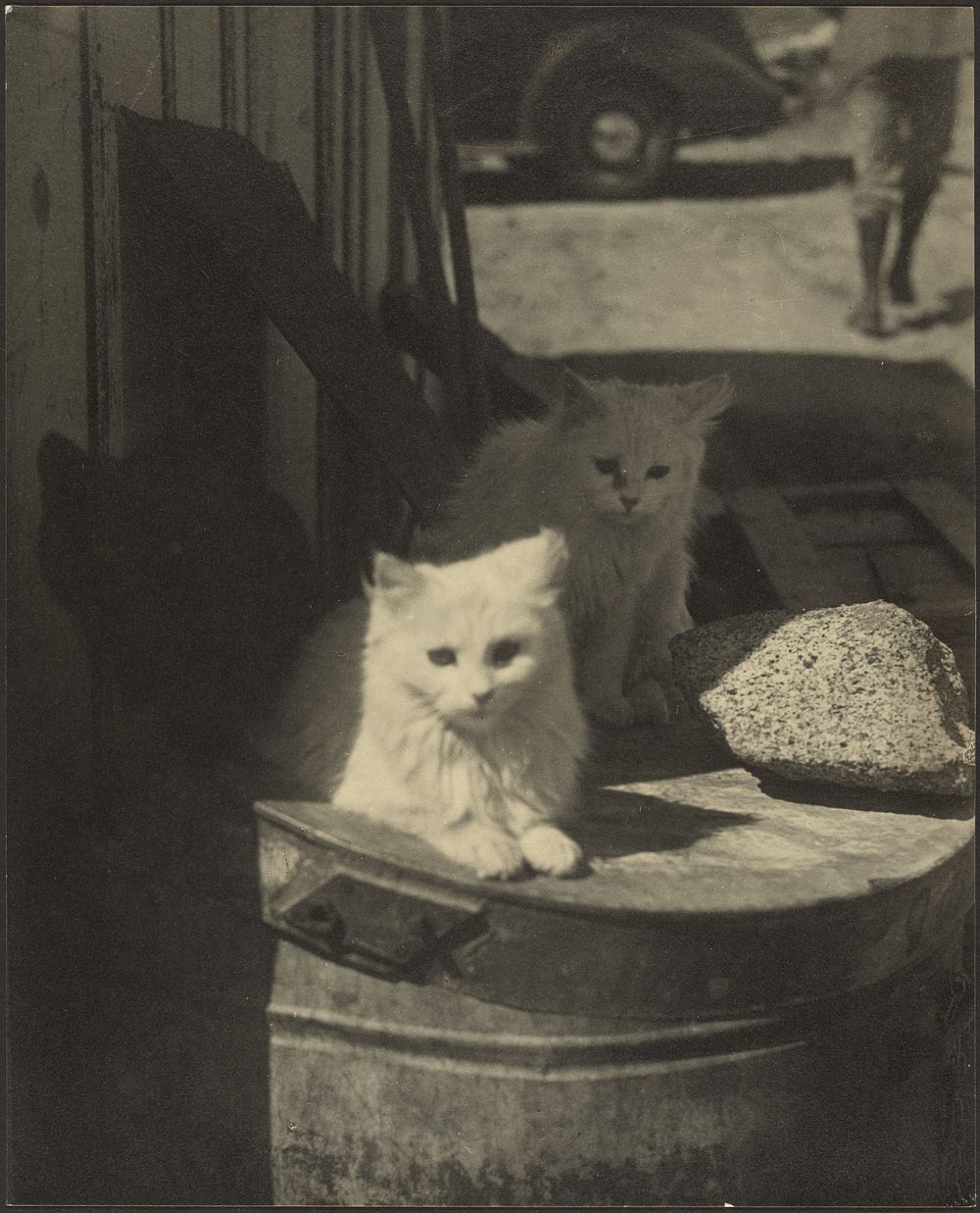 Three Little Kittens by Louis Fleckenstein