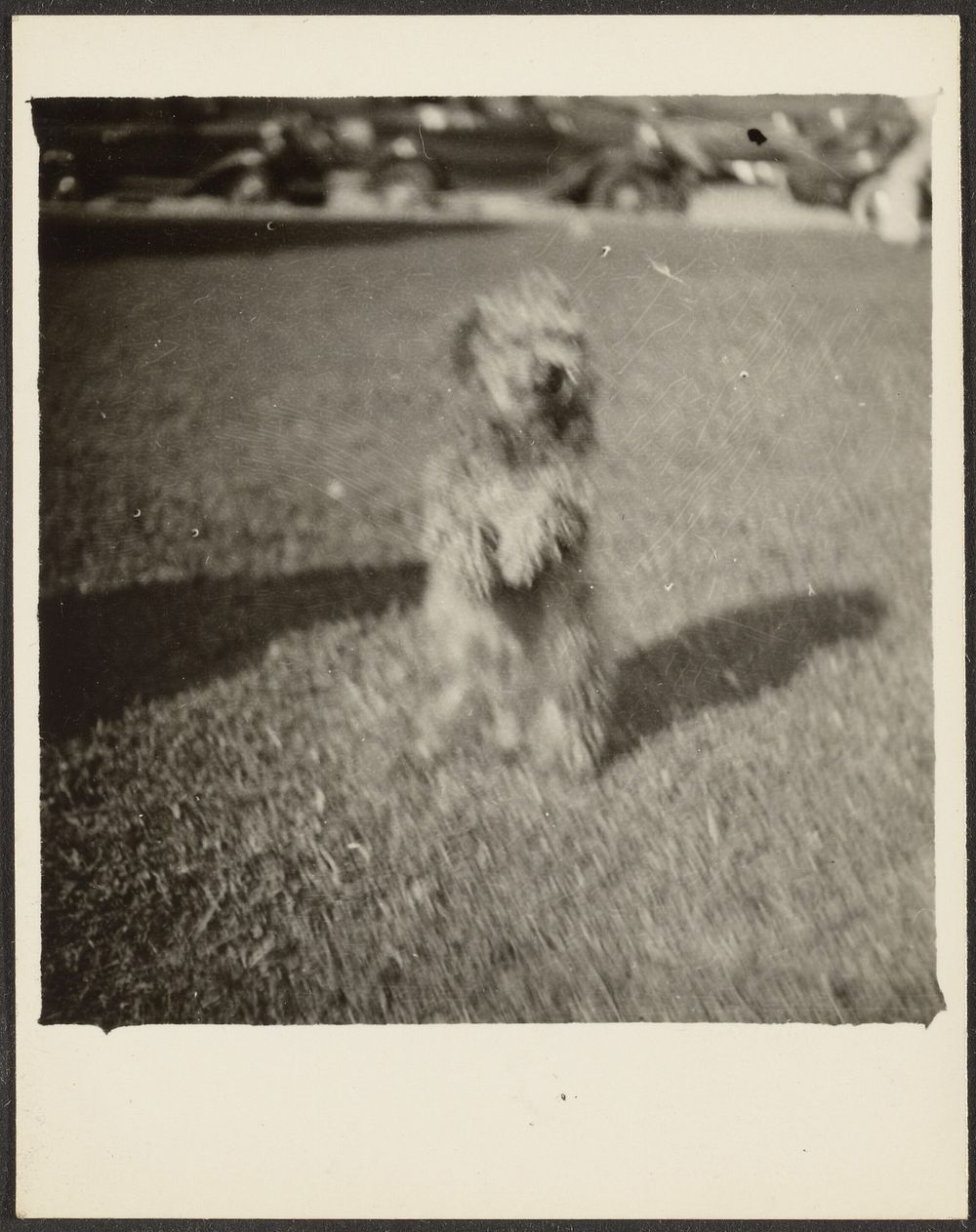 Dog on Lawn by Louis Fleckenstein