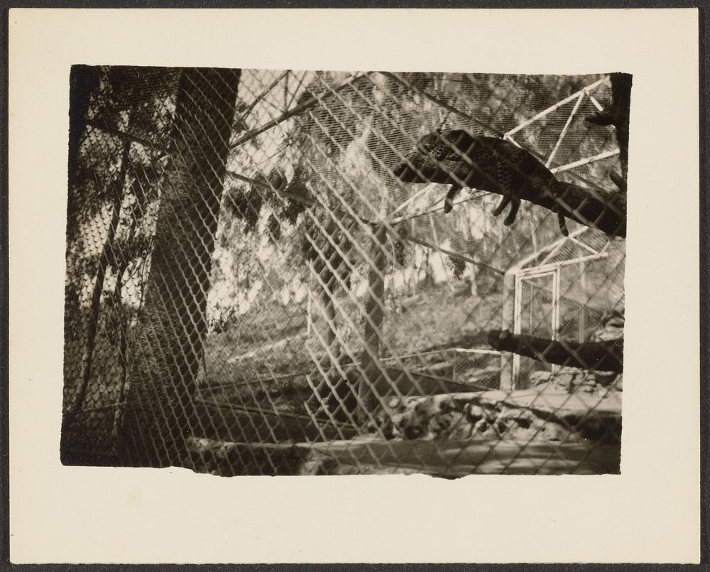 Wild Cat in Cage by Louis Fleckenstein
