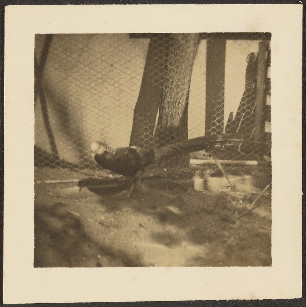 Pheasant in Cage by Louis Fleckenstein