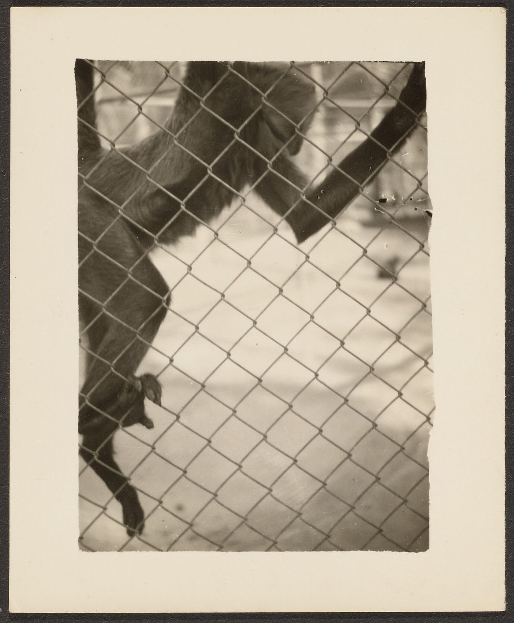 Monkey in Cage by Louis Fleckenstein