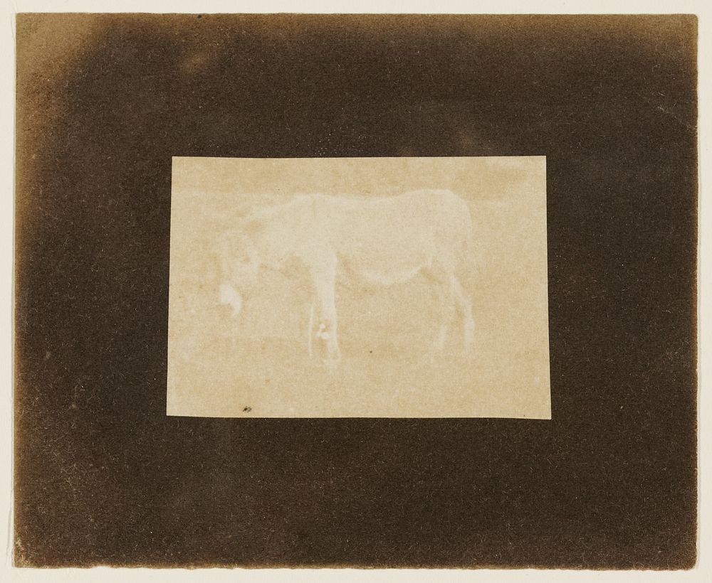 A Pony by William Henry Fox Talbot and John Dillwyn Llewelyn