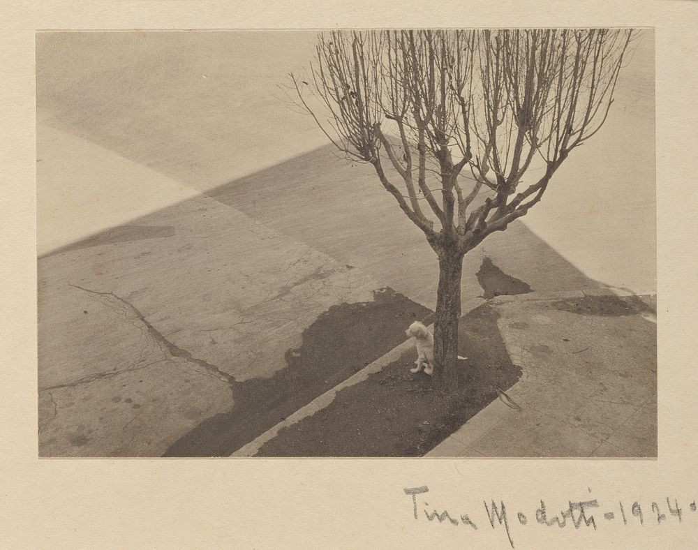 Tree with Dog by Tina Modotti