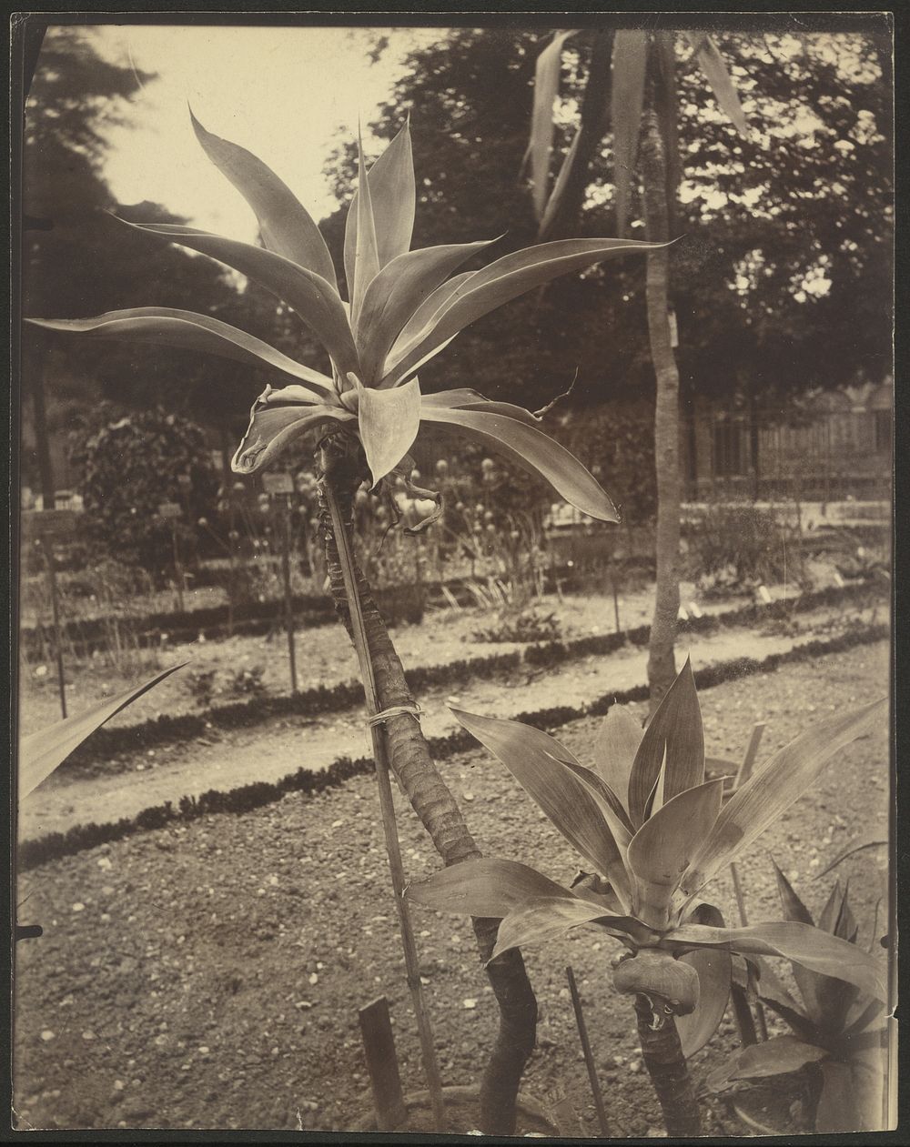 Plante du Mexique (Mexican Plant) by Eugène Atget