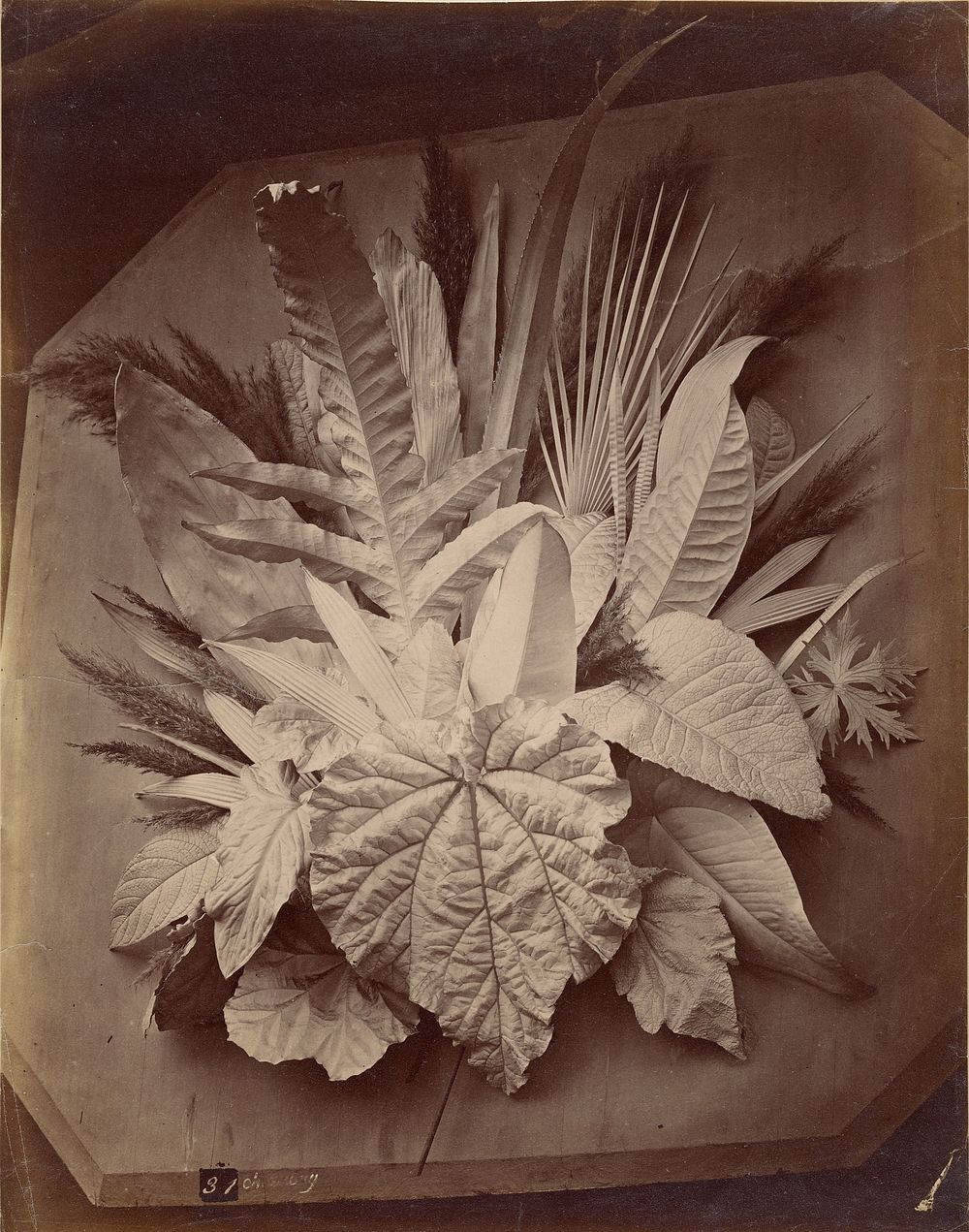 Leaf arrangement by Charles Aubry