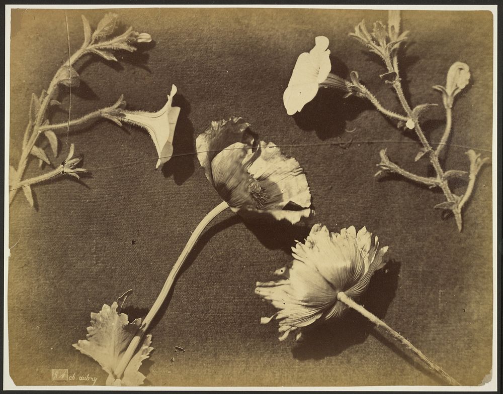 Flower still life by Charles Aubry