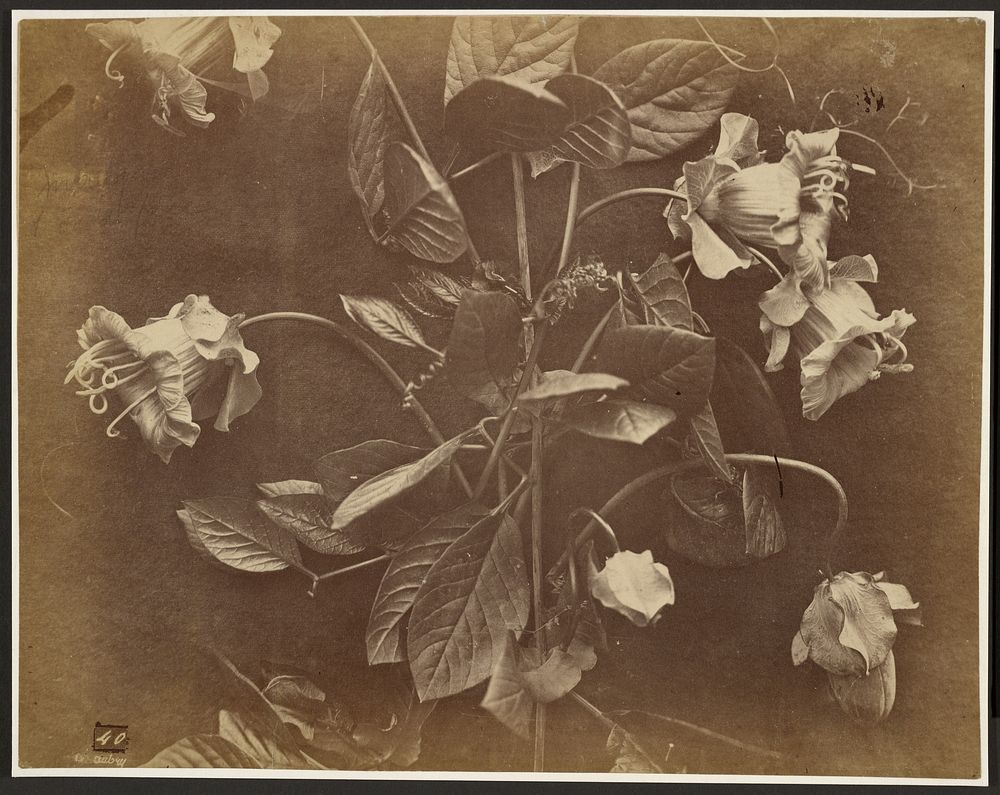 Flowering vine by Charles Aubry