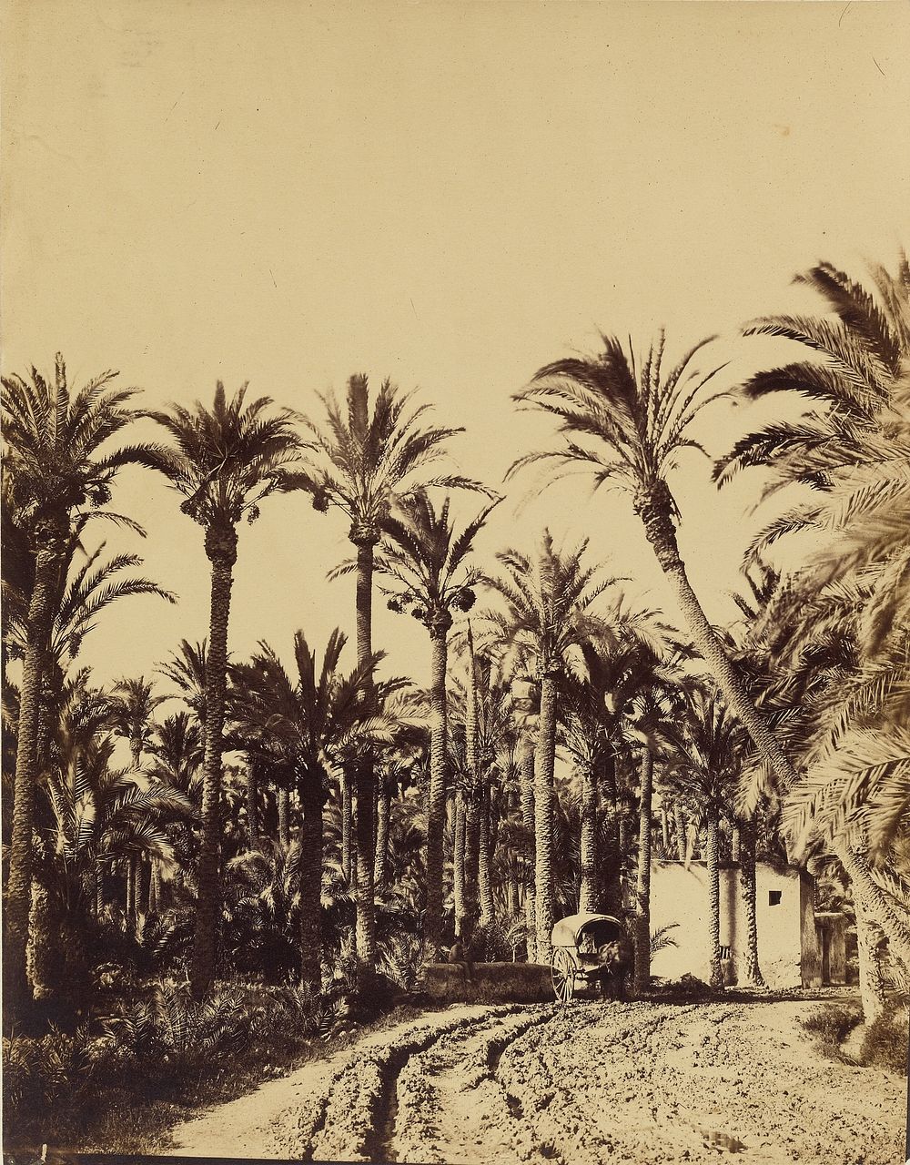 Elche palm trees by Charles Clifford