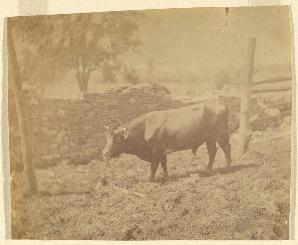 [Bull on the Farm in Avondale, PA]. by Thomas Eakins