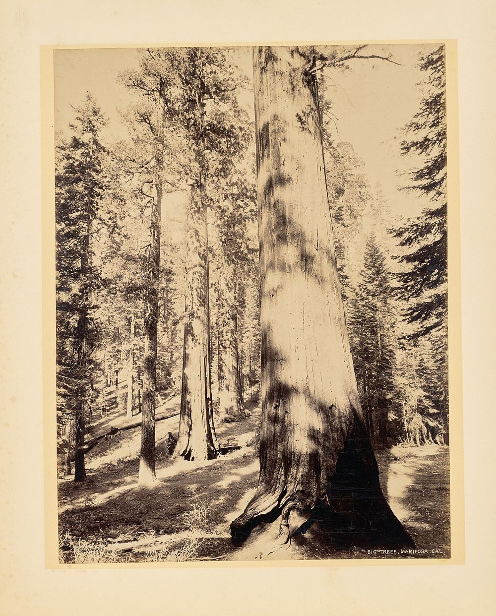 Big Trees, Mariposa, California by John K Hillers