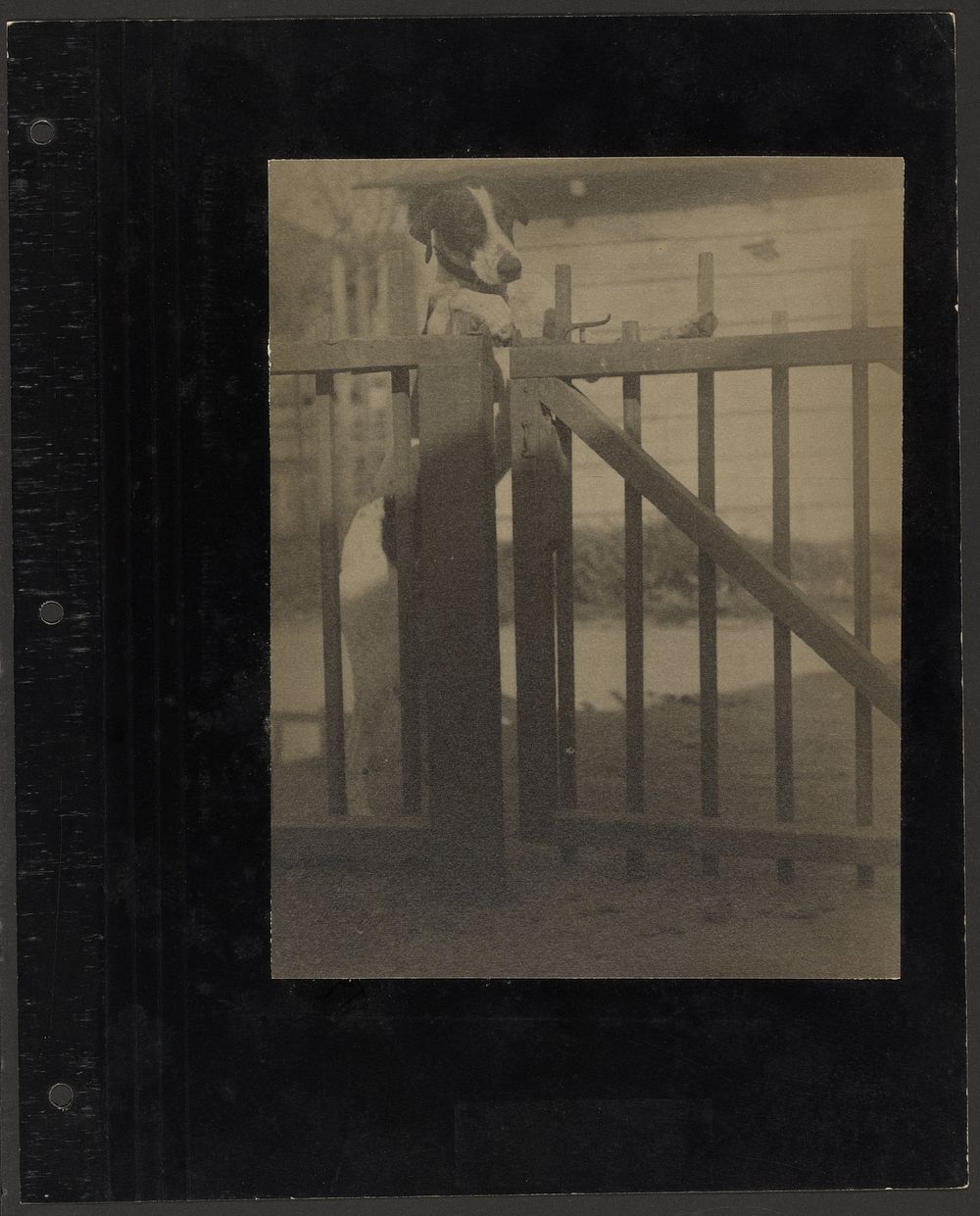 Dog at a Fence by Louis Fleckenstein
