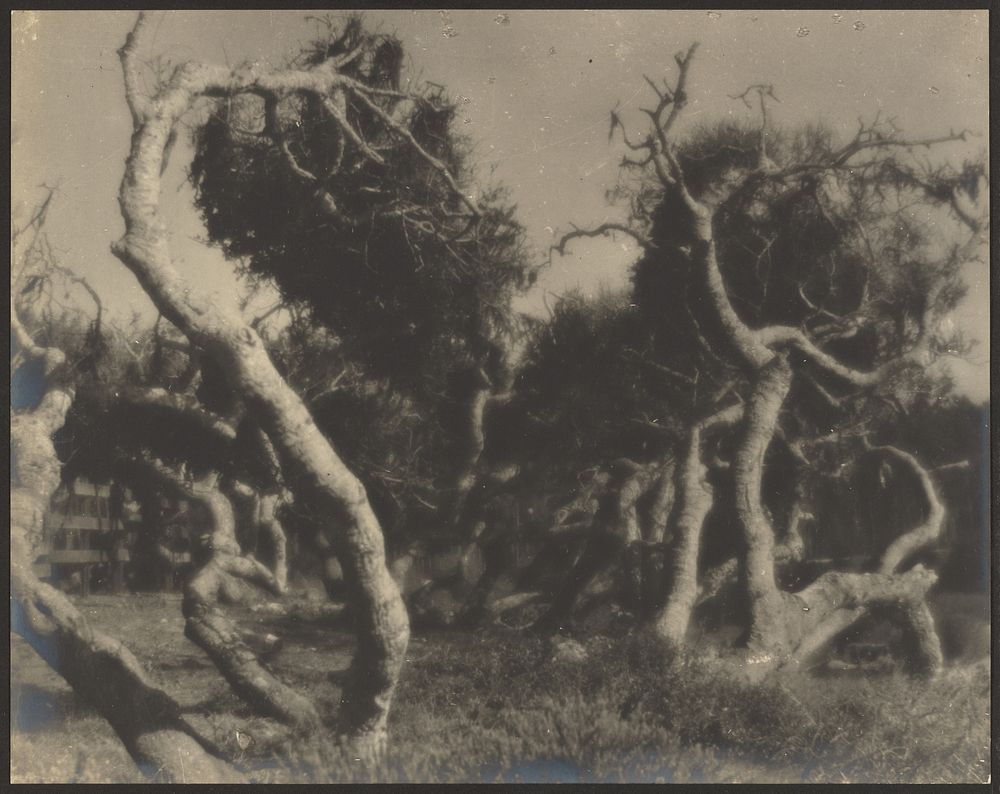 Twisted Trees by Louis Fleckenstein