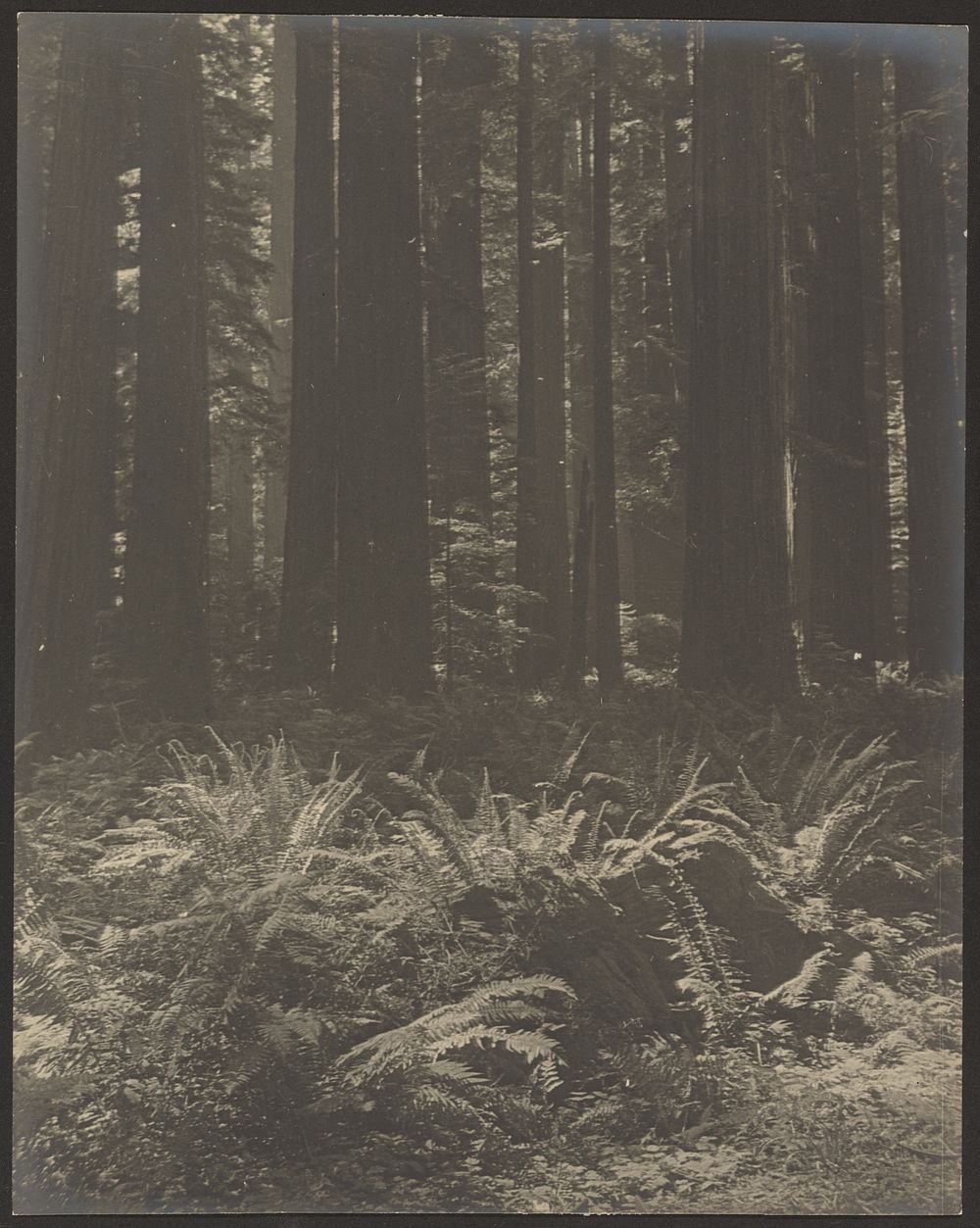Fern in Woods by Louis Fleckenstein