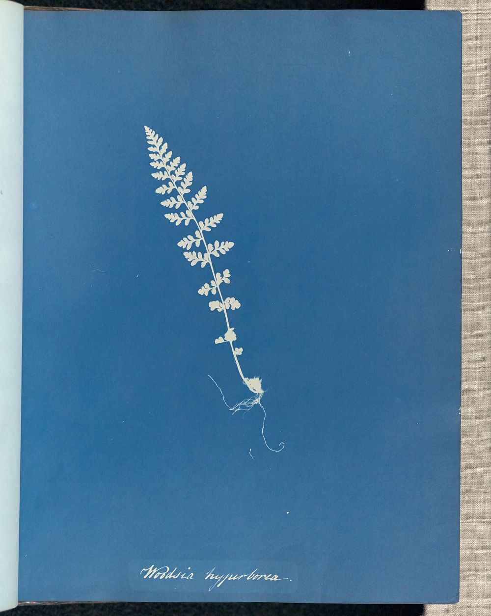 Woodsia hyperborea by Anna Atkins and Anne Dixon