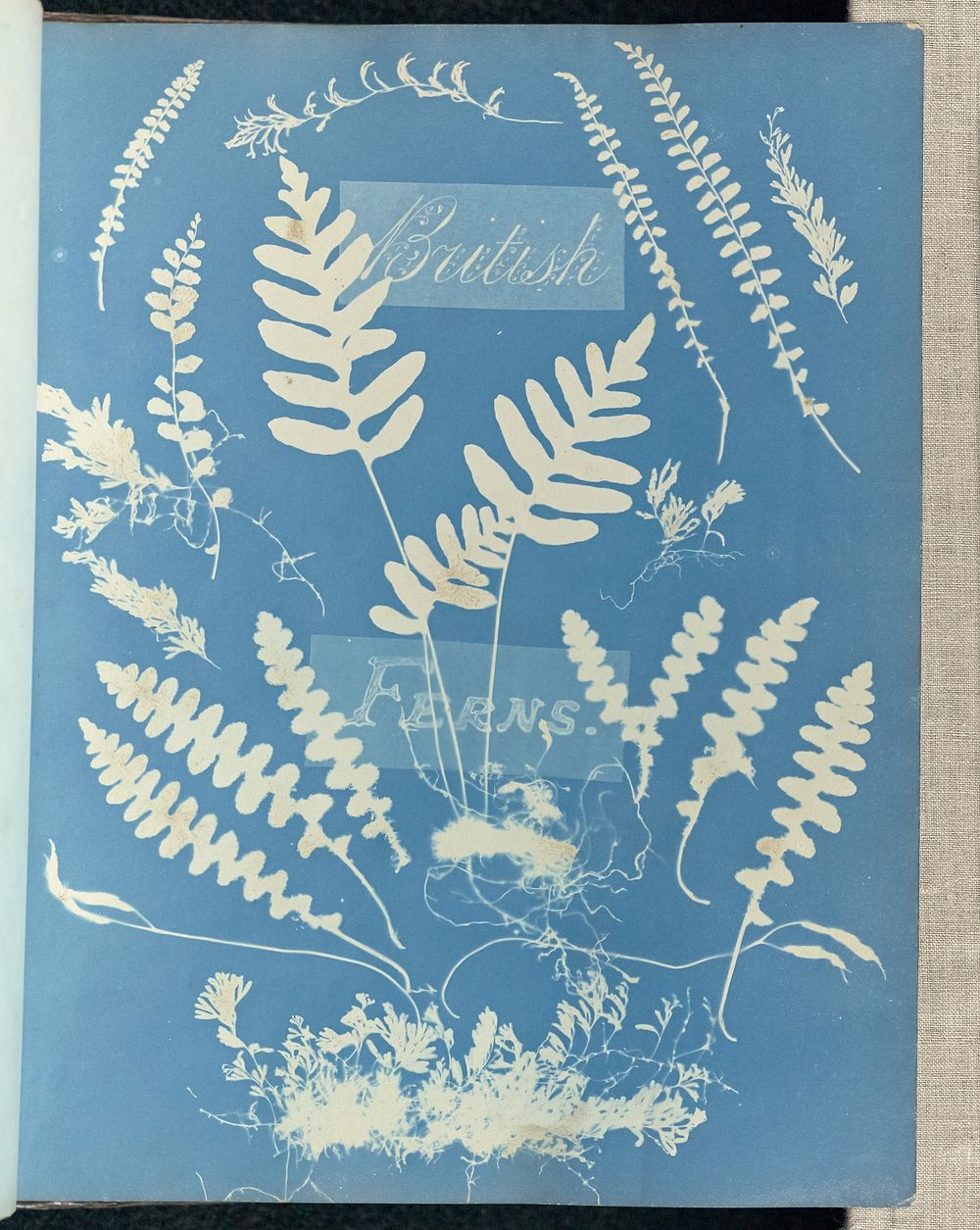 British Ferns by Anna Atkins and Anne Dixon