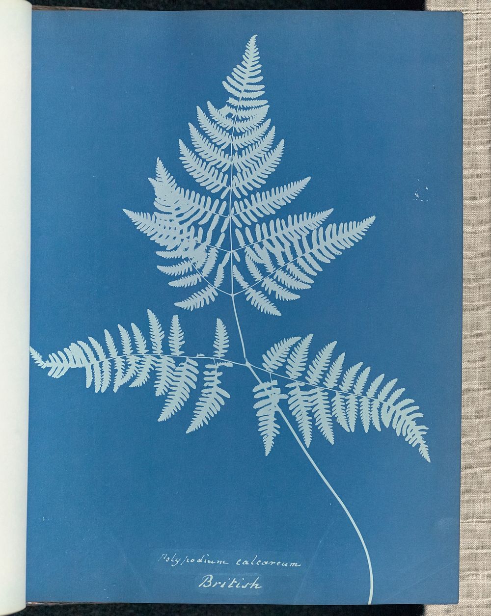Polypodium calcareum, British by Anna Atkins and Anne Dixon