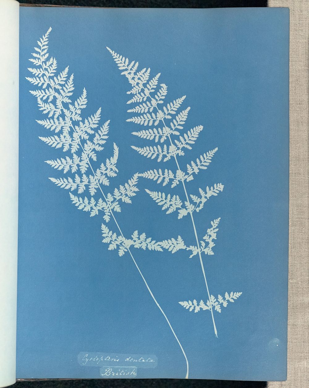 Cystopteris dentata, British by Anna Atkins and Anne Dixon