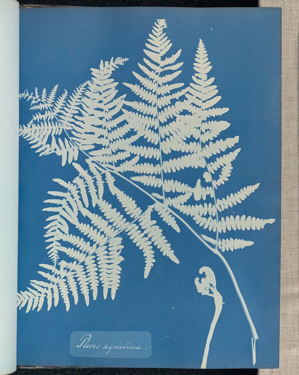 Pteris aquilina by Anna Atkins and Anne Dixon