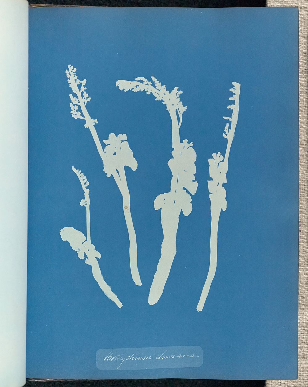 Botrychium Lunaria by Anna Atkins and Anne Dixon