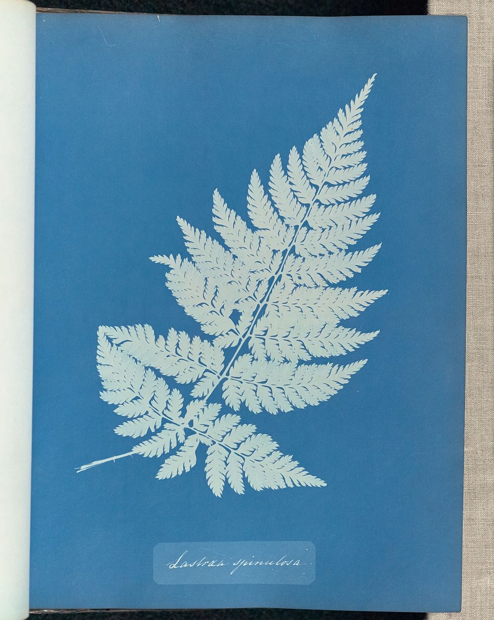 Lastrea spinulosa by Anna Atkins and Anne Dixon
