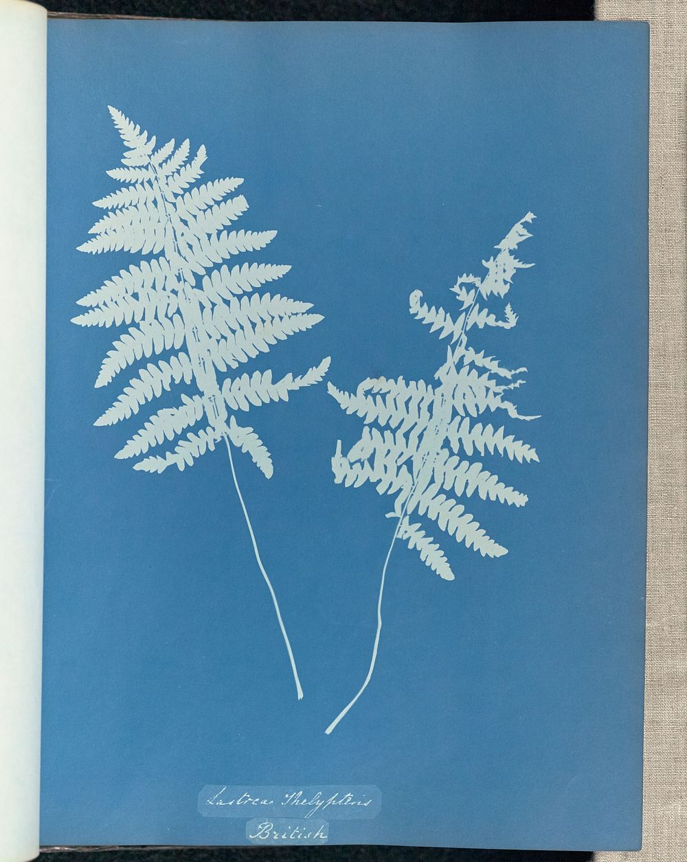 Lastrea thelypteris, British by Anna Atkins and Anne Dixon