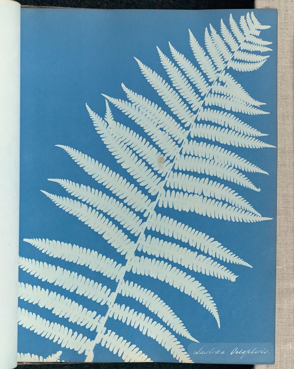 Lastrea oreopteris by Anna Atkins and Anne Dixon