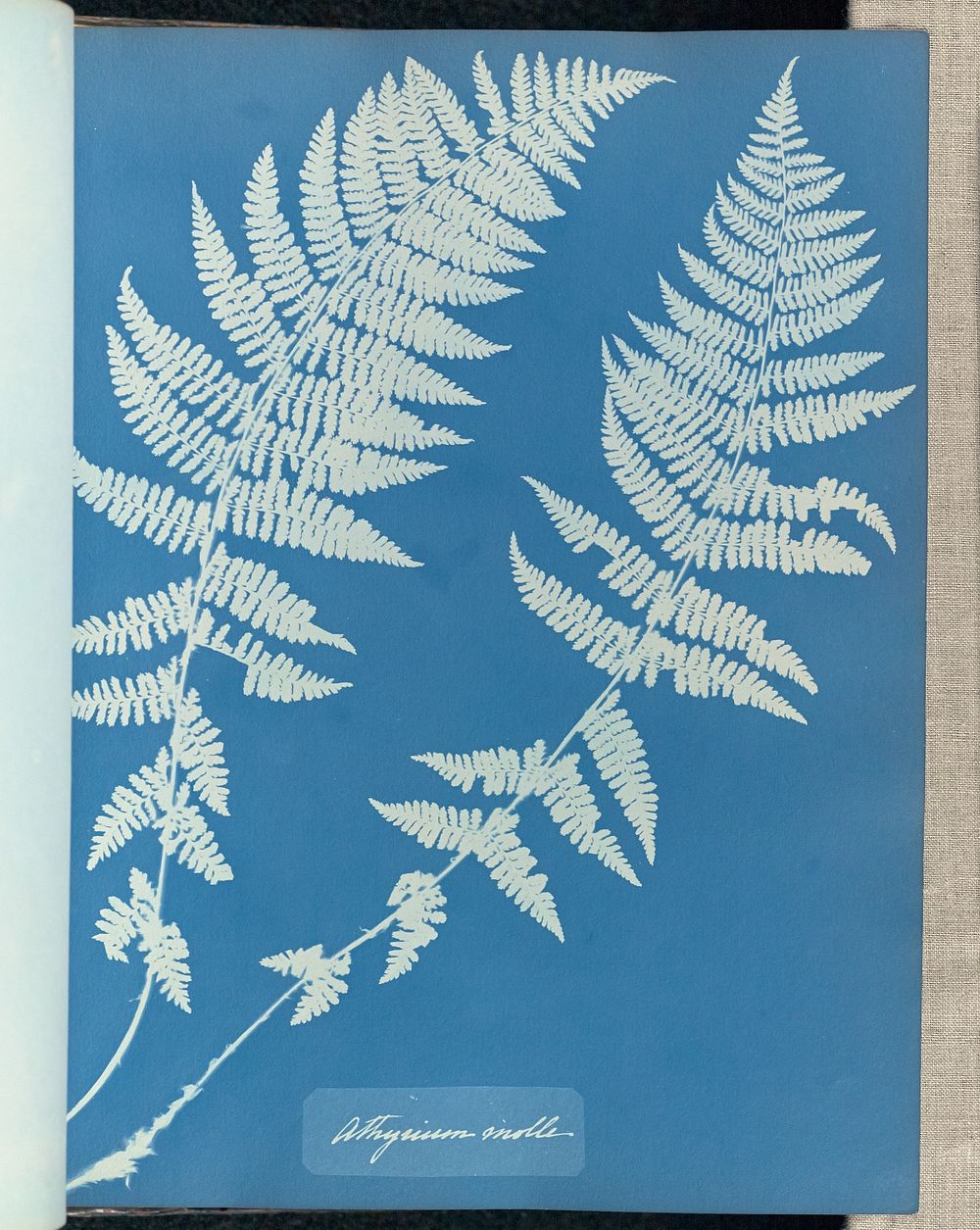 Athyrium molle by Anna Atkins and Anne Dixon