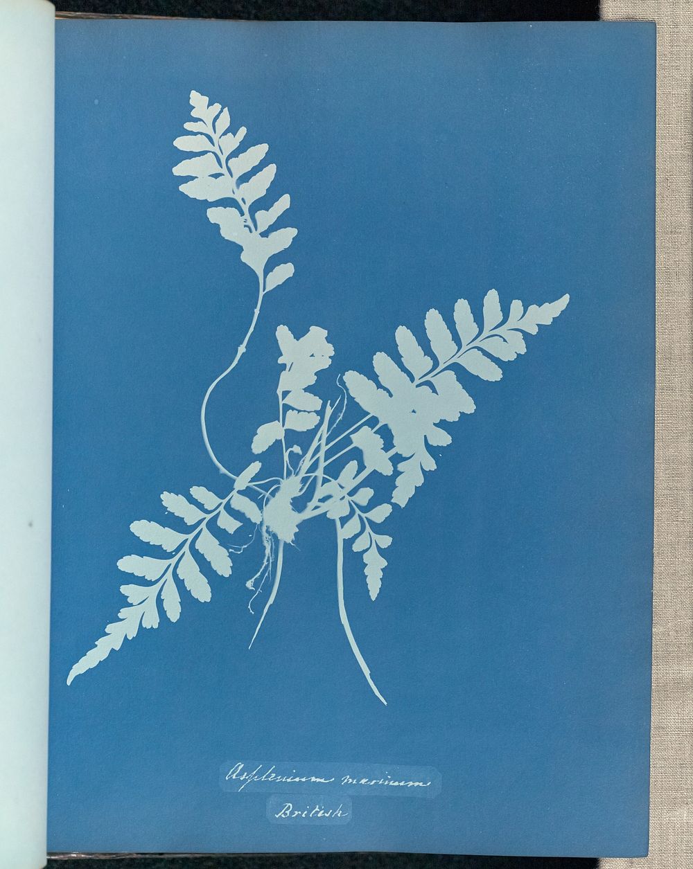 Asplenium marinum, British by Anna Atkins and Anne Dixon