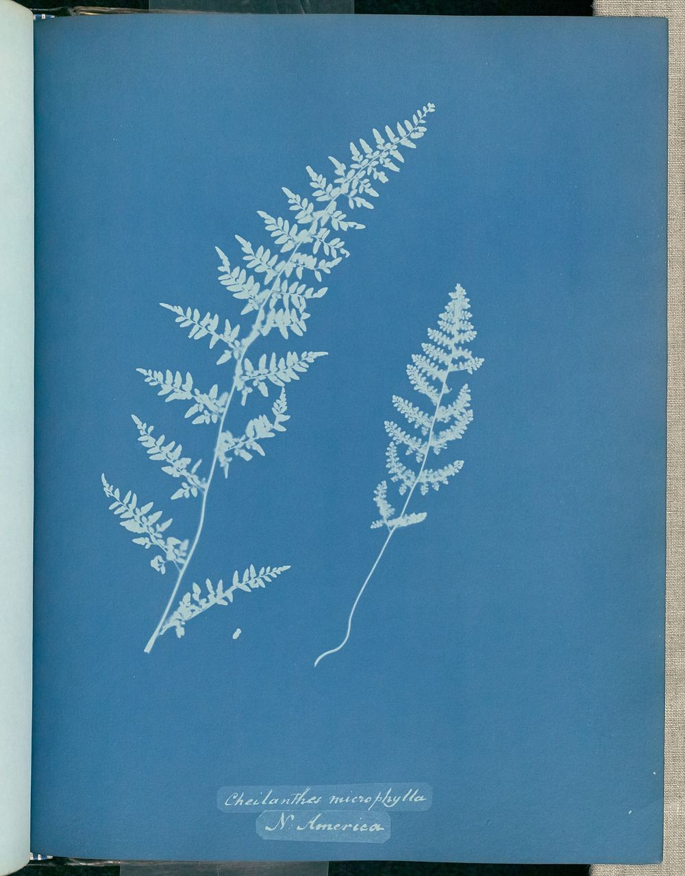Cheilanthes microphylla, N. America by Anna Atkins and Anne Dixon
