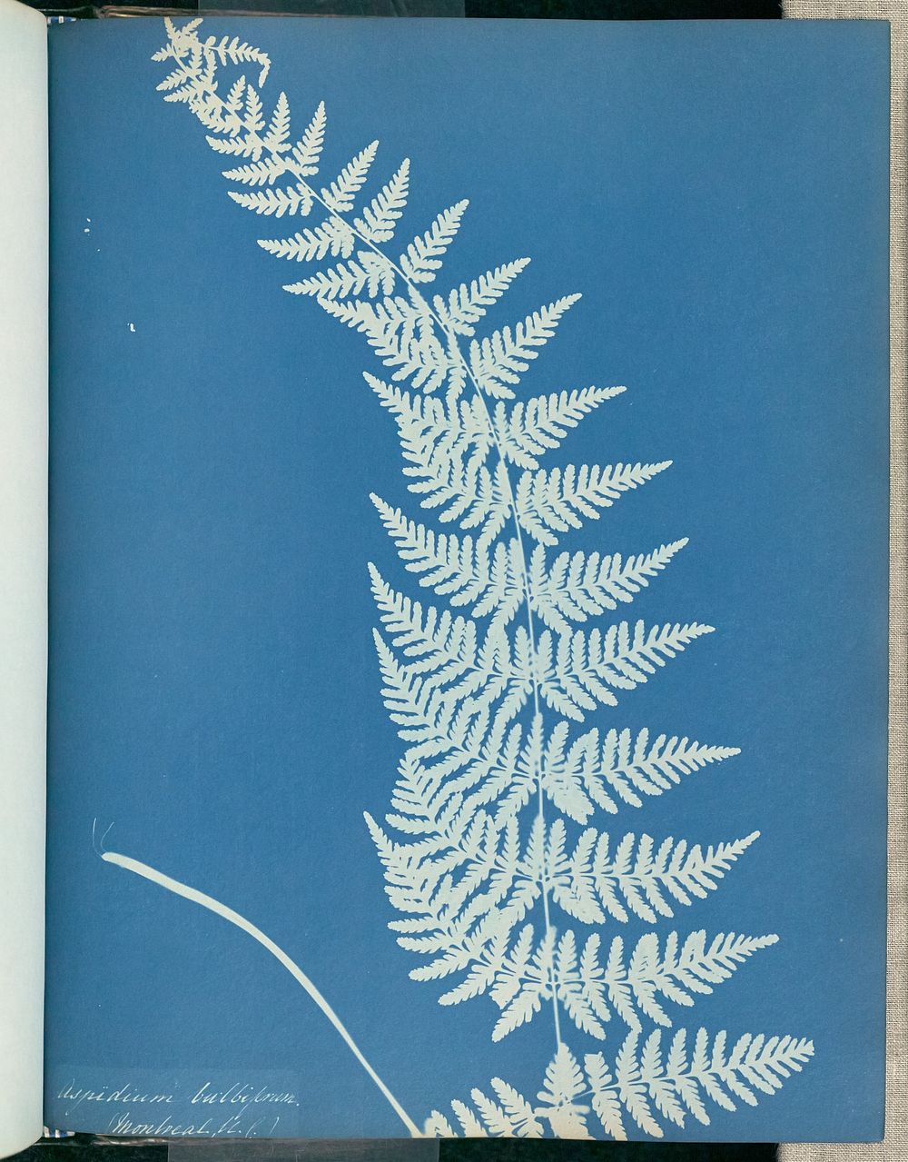 Aspidium bulbiferum, Montreal by Anna Atkins and Anne Dixon