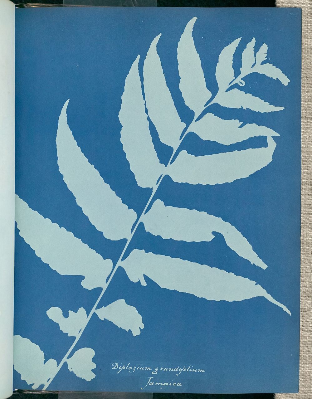 Diplazium grandifolium, Jamaica by Anna Atkins and Anne Dixon