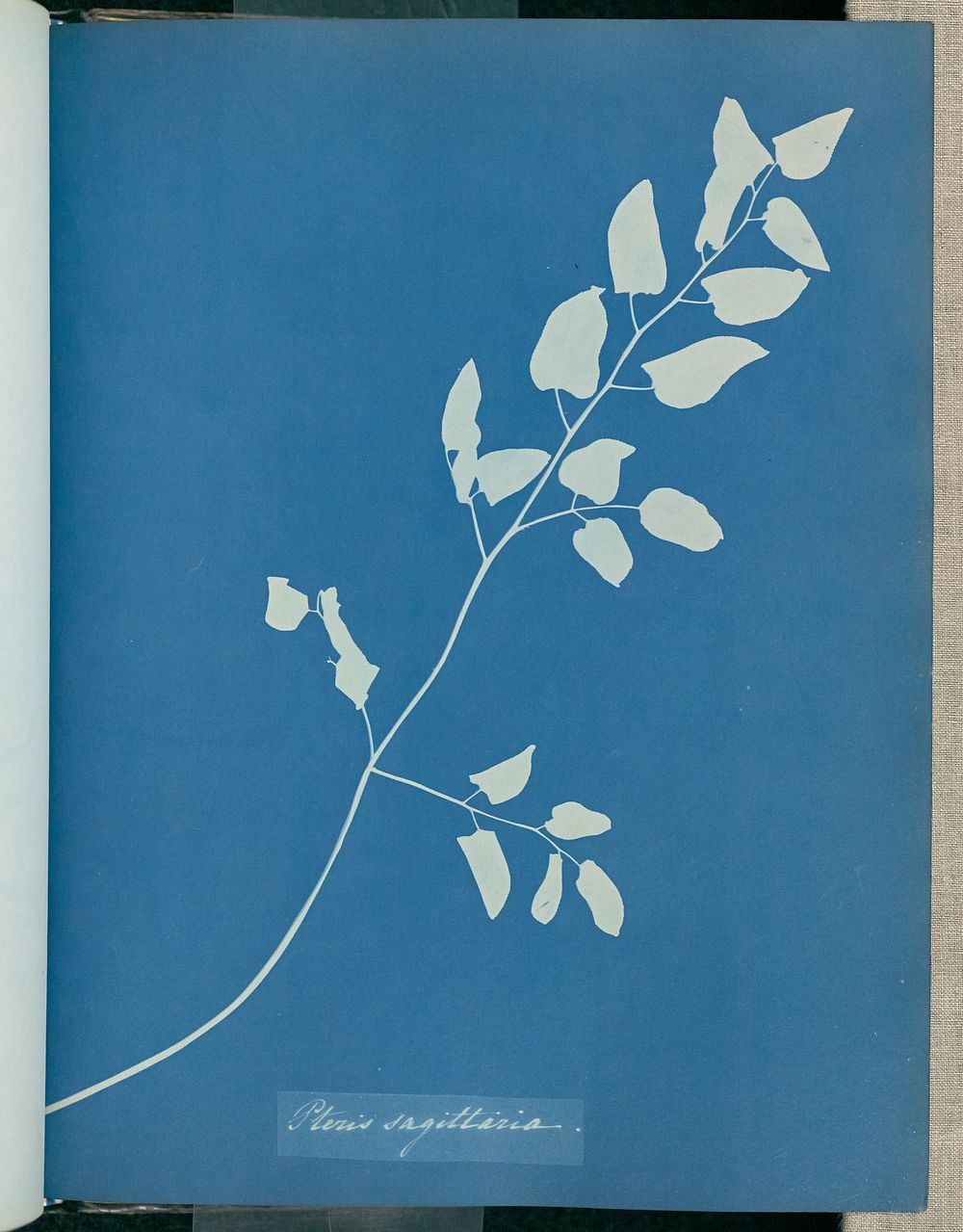 Pteris sagittaria by Anna Atkins and Anne Dixon