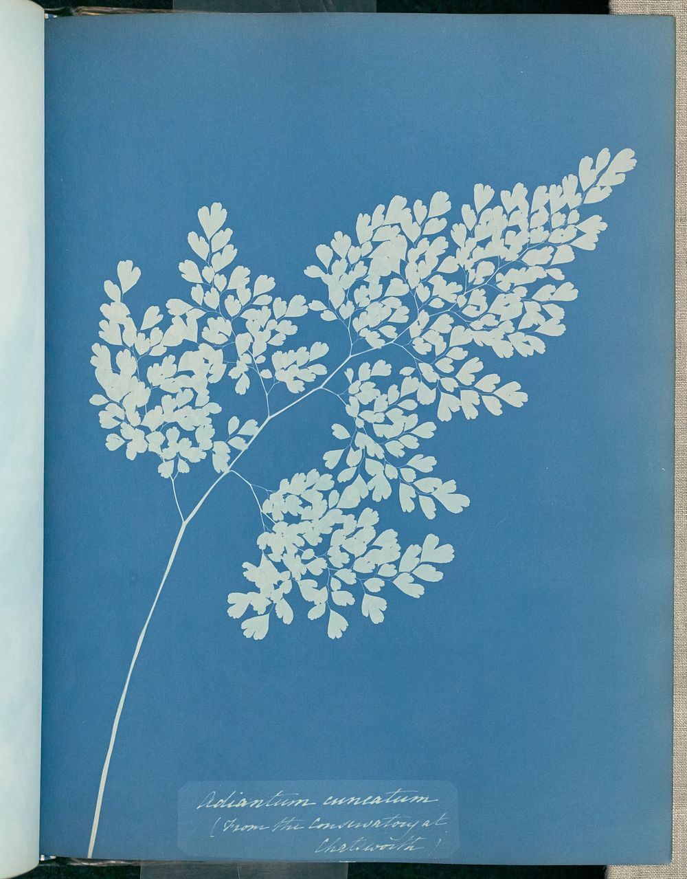 Adiantum cuneatum Anna Atkins and | Free Photo - rawpixel