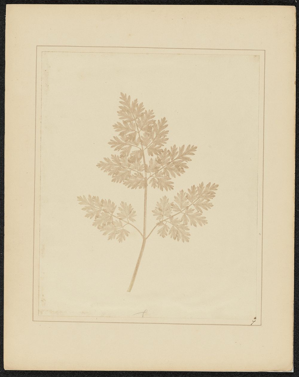 Leaf of a Plant by William Henry Fox Talbot