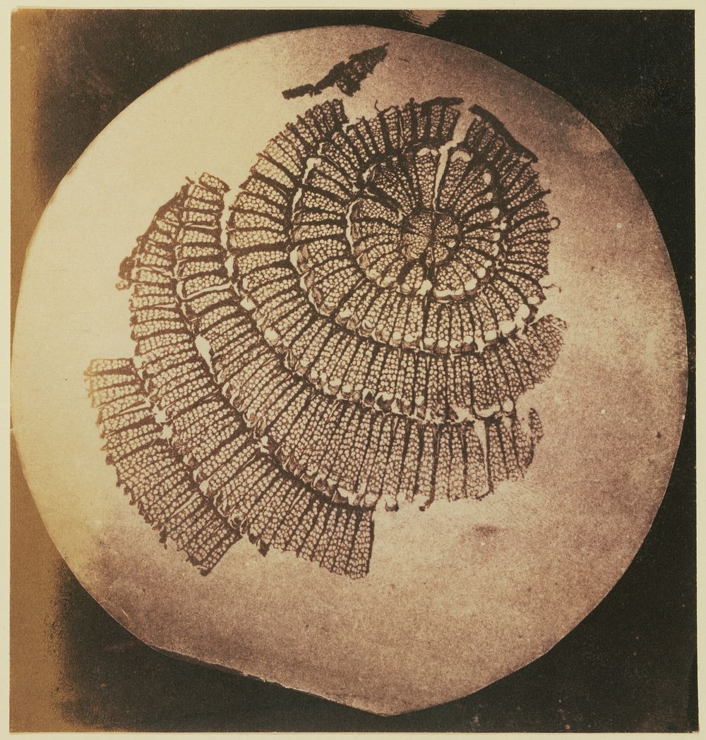 Photomicrograph of a Section of a Plant by William Henry Fox Talbot