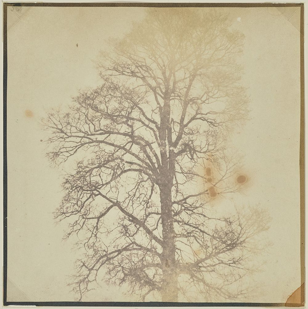 Top of a Leafless Sycamore Tree by William Henry Fox Talbot