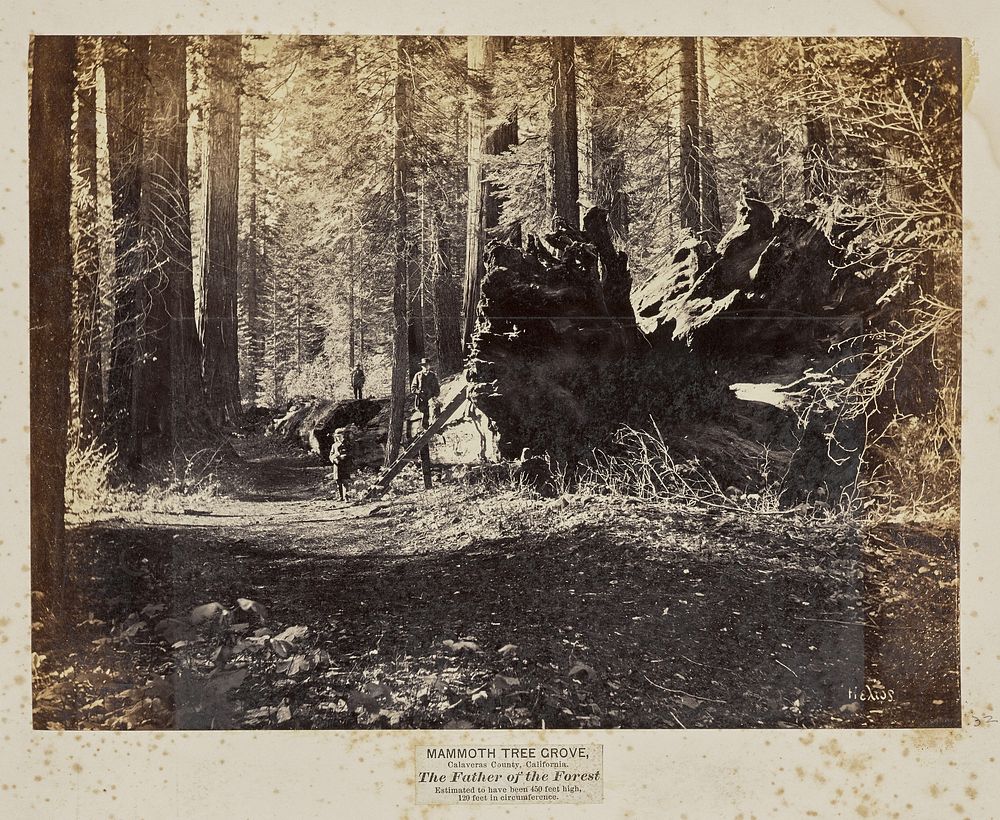 Mammoth Tree Grove, Calaveras County, California. The Father of the Forest. Estimated to Have Been 450 Feet High, 120 Feet…