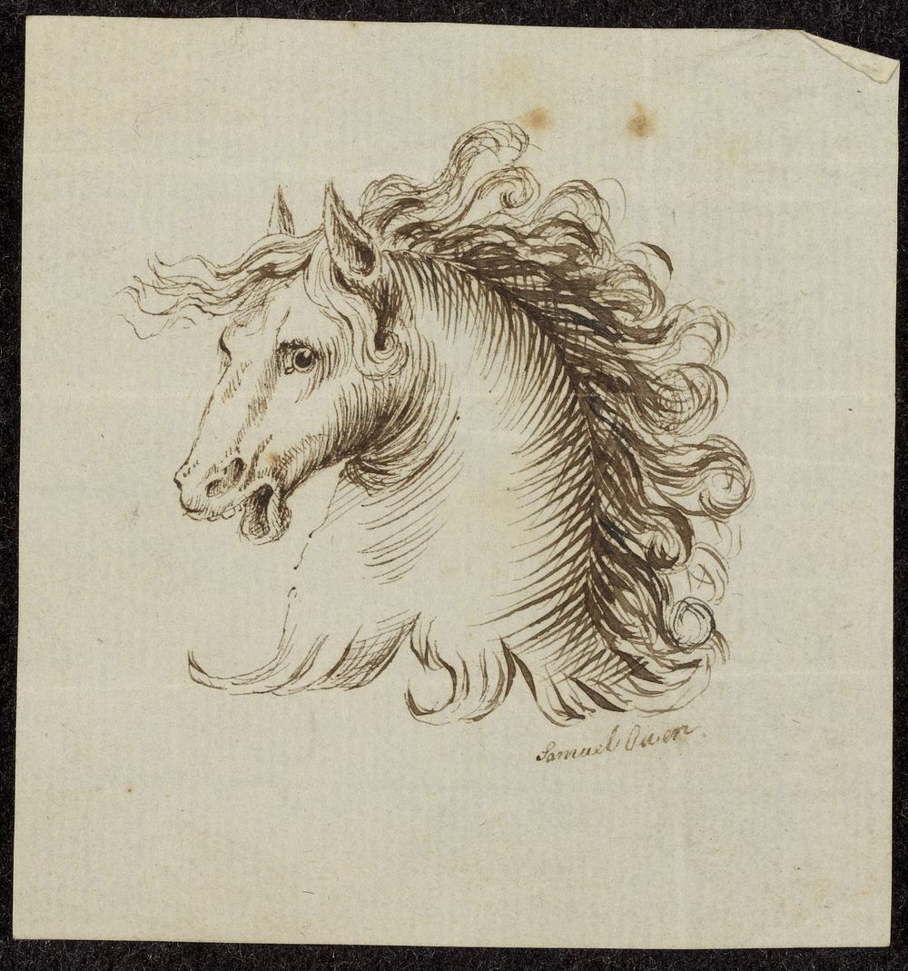 Head of a Horse by Samuel H Owen