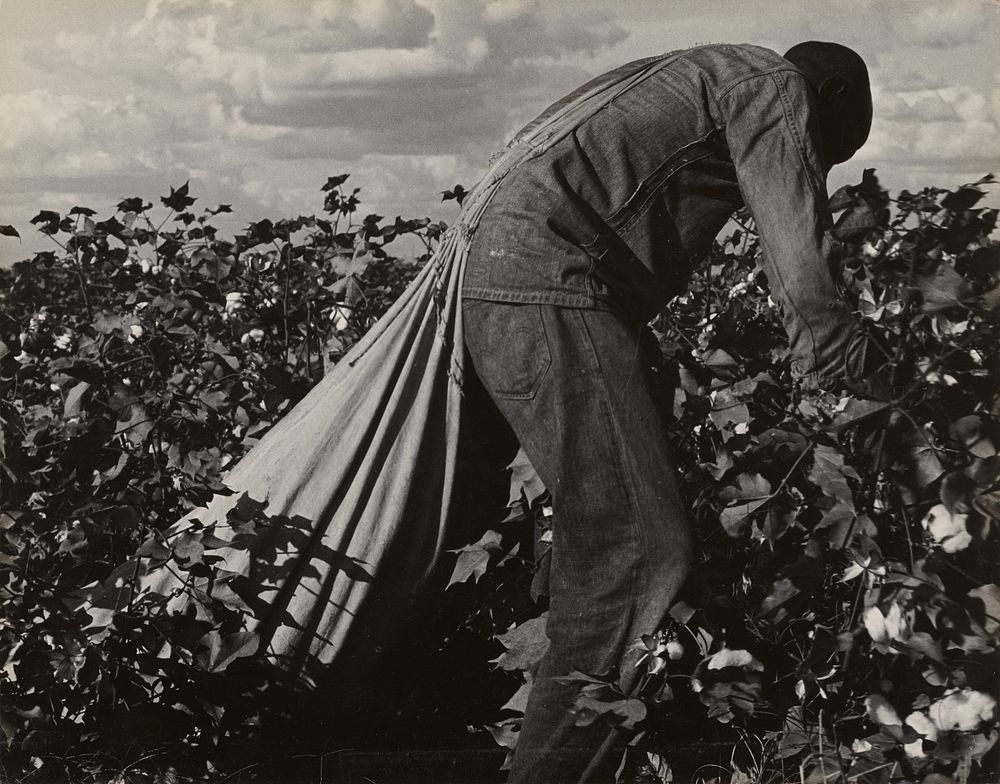 Stoop Labor in Cotton Field, San Joaquin Valley, California by Dorothea Lange