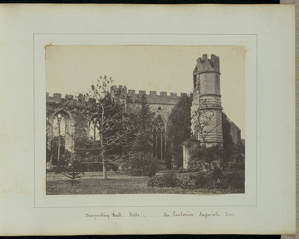 Banqueting Hall, Wells. The Paulownia Imperialis Tree by John Wheeley Gough Gutch